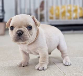 FRENCH BULLDOG PUPPIES VIP809 🌻 Boy -Girl Cream