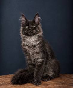 Maine Coon