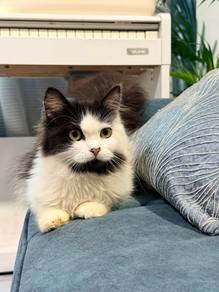 kitten comel gebu