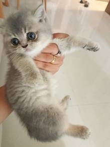 BSH Kitten Female