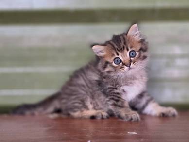 BSH mix DLH. cat
