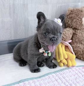 FRENCH BULLDOG PUPPIES 🌻VIP165 Long Fur / Girl