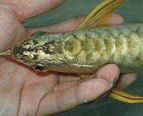 Golden head arowana 7 inch quality  -wholesale