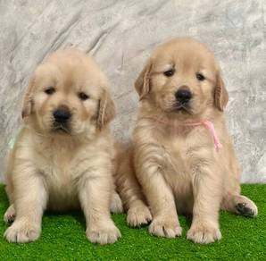 Goldenretriever 