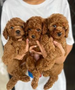 Red toy poodle 
