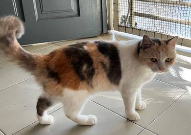 Kucing bsh