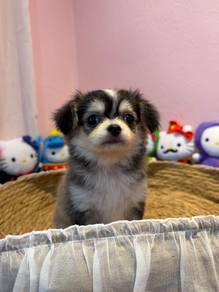 Long Coat Chihuahua male 🩵