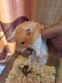 Syrian Hamster Female