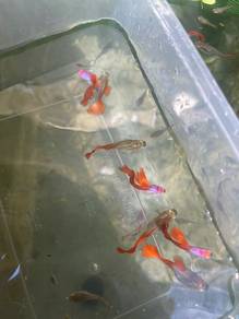 guppy silverrado red
