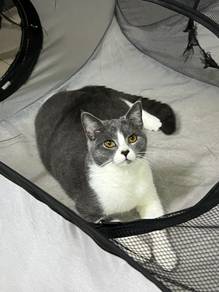 Bsh Mix Scottish