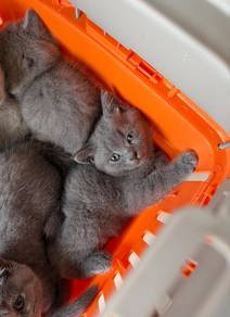 scottish straight blue male kitten