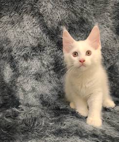 Mainecoon kitten Male