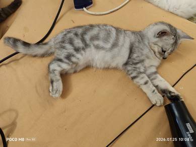 American Shorthair Silver Marble Tabby 
