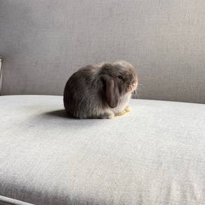 Holland lop bunny arnab rabbit ear lop