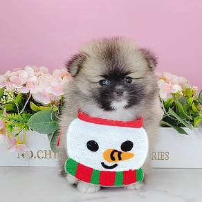 Pomeranian