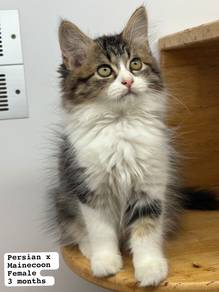 Persian + Mainecoon Untuk Dijual !!