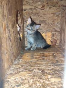 Promosi kitten