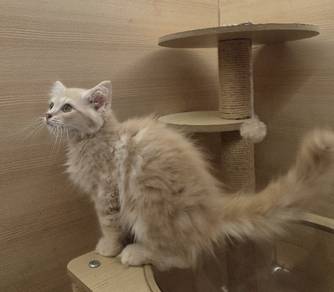 Persian kitten cream for sale