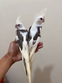 burung cockatiel white face bird parrot