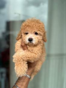 maltipoo