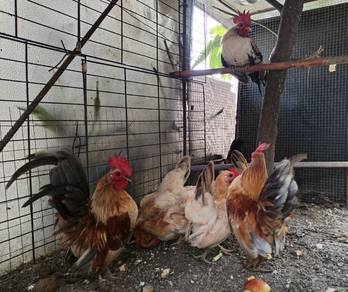 Ayam Serama