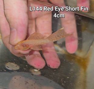 L144 Pleco Fish/ Bristlenose Pleco / Bandaraya/ 异形