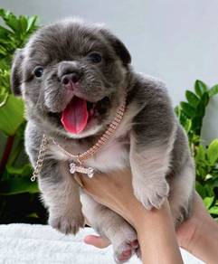 FRENCH BULLDOG PUPPIES VIP122🌻Cute & Healthy Girl