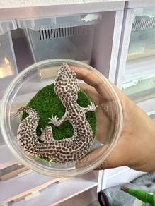 Leopard Gecko