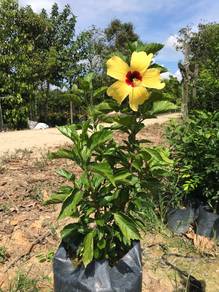 Hibiscus Rosa Sinensis / Bunga Raya