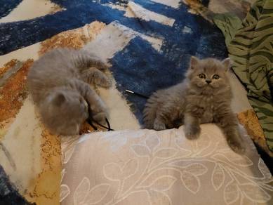 BSH kitten for sale