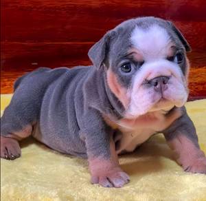 ENGLISH BULLDOG PUPPIES Female C011