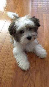 N3609 Rosy Shih Tzu cute small long haired puppy P