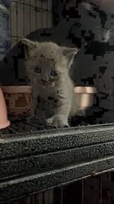 British Shorthair BSh kucing
