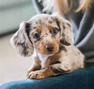 W666 MKA certified Mini Dachshund choco dapple