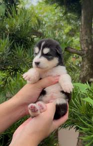 wooly husky