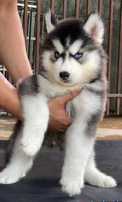 SIBERIAN HUSKY PUPPIES Sb226🌻 Male-Female