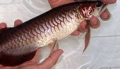 arowana blood red 12 inch-wholesale price