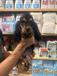 Cocker spaniel puppy