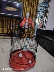 sangkar burung