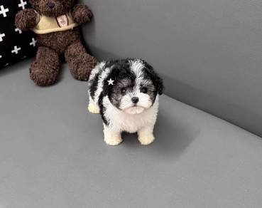 MINI POODLE PUPPIES S156 🌻 Tiny Toy - Tea Cup