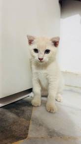 kitten 2 ekor