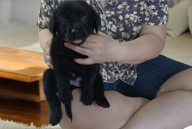 Labrador 