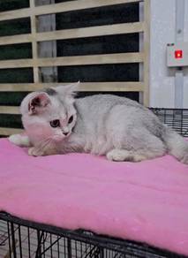 BSH British Shorthair quality kitten