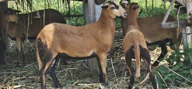 Biri Barbados Blackbelly BB