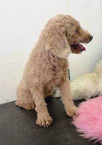 toy poodle for adoption with fee
