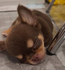 Chihuahua