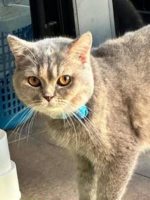bsh x munchkin & blh x siberian