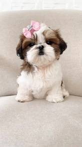 shihtuz p