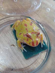 Pacman Frog