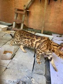 bengal ori